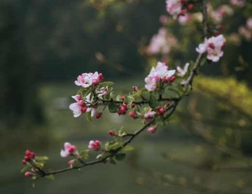 Blüten am Baum